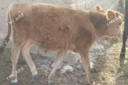 okuz - Ýaşlyk - img 1