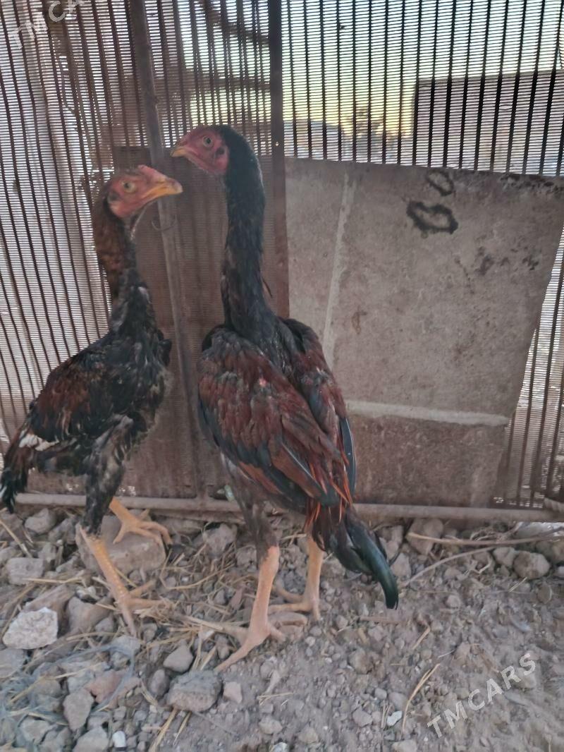 juje - Çärjew - img 5