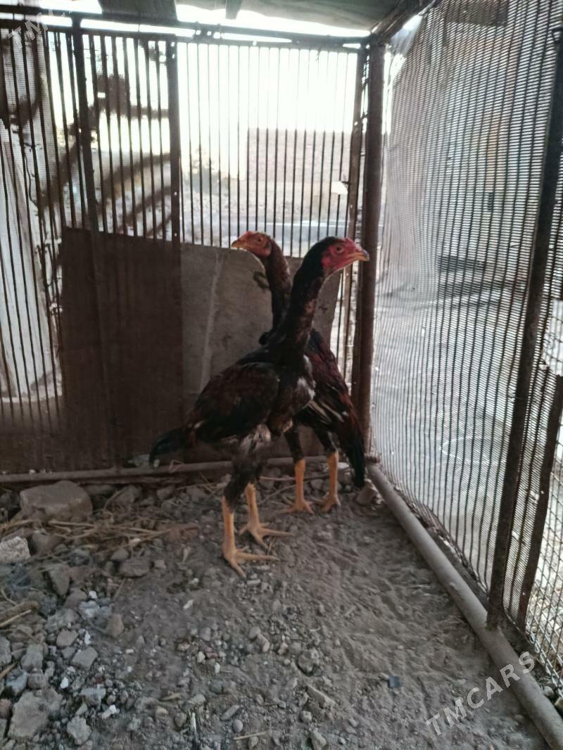 juje - Çärjew - img 2