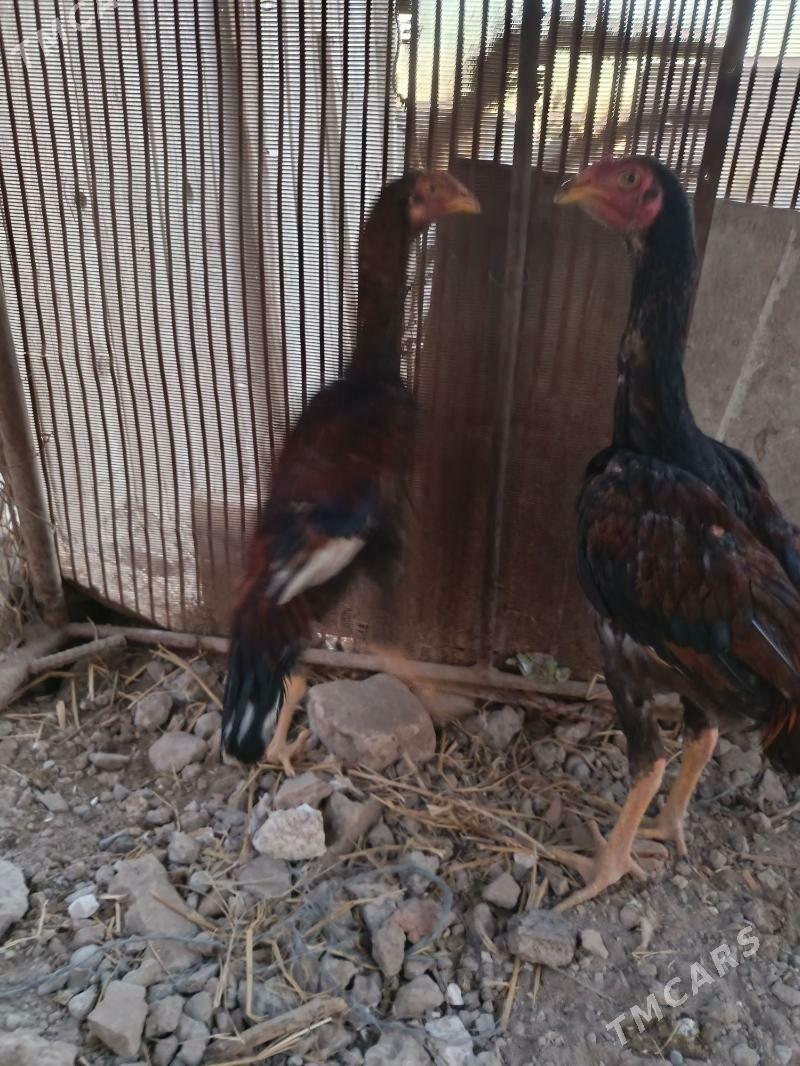 juje - Çärjew - img 4