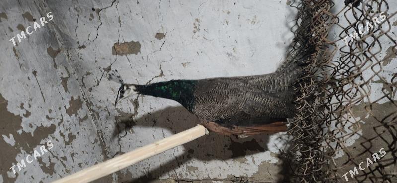 tawus gus - Sakarçäge - img 4