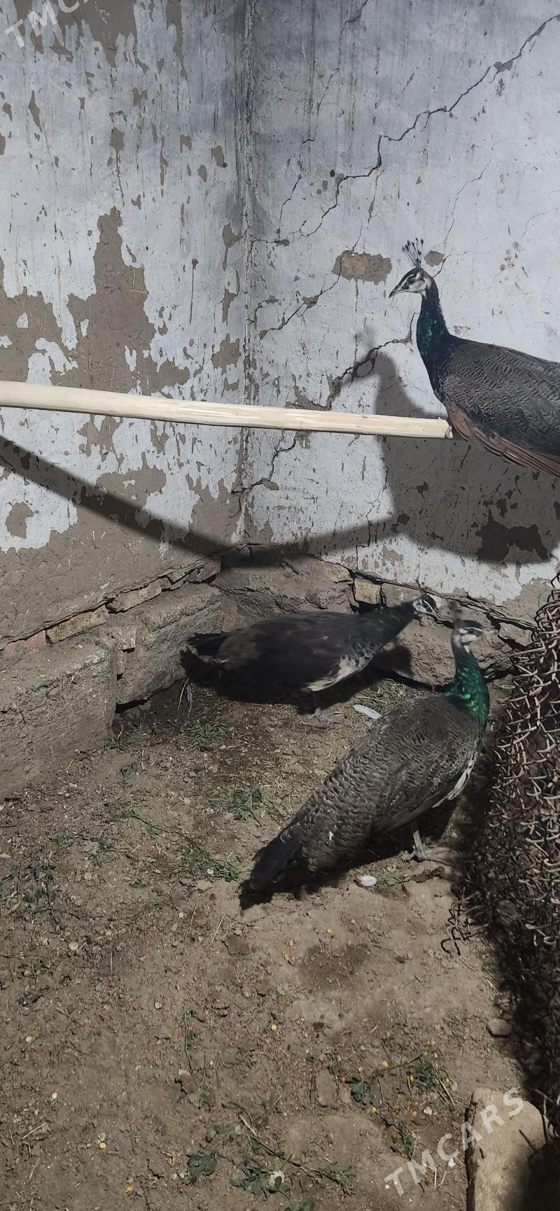 tawus gus - Sakarçäge - img 3