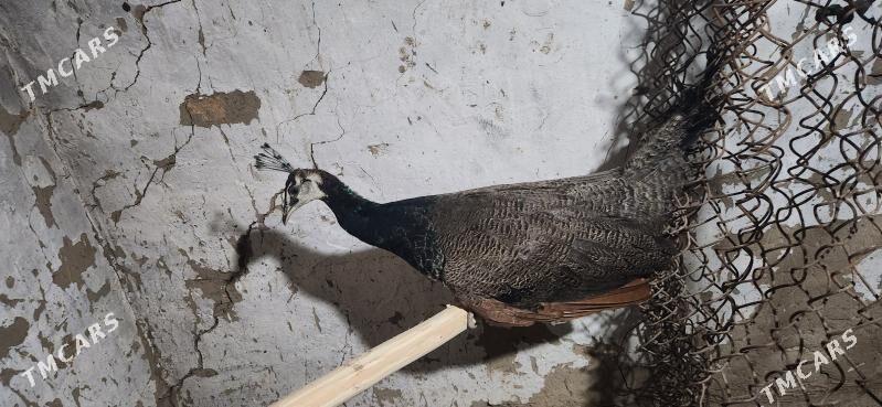 tawus gus - Sakarçäge - img 5