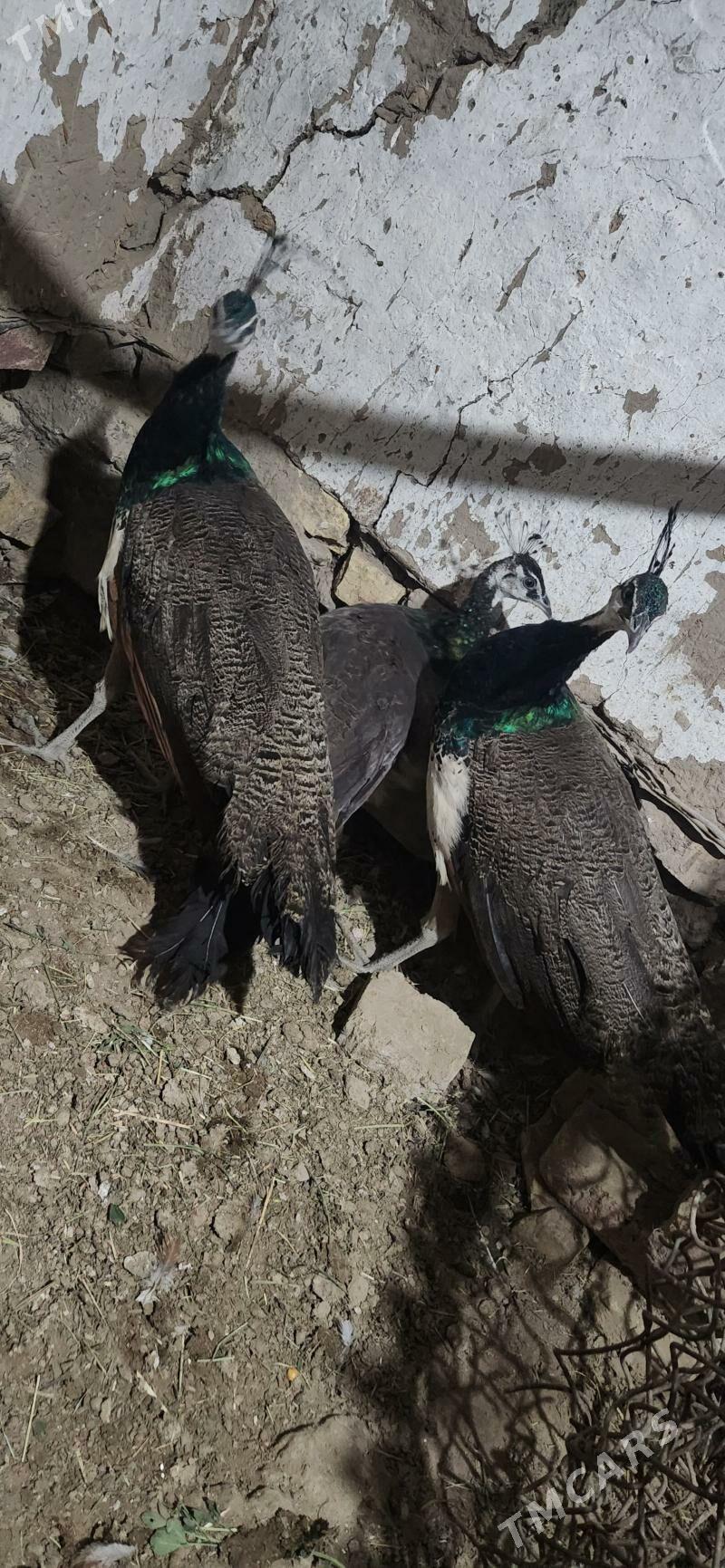 tawus gus - Sakarçäge - img 6