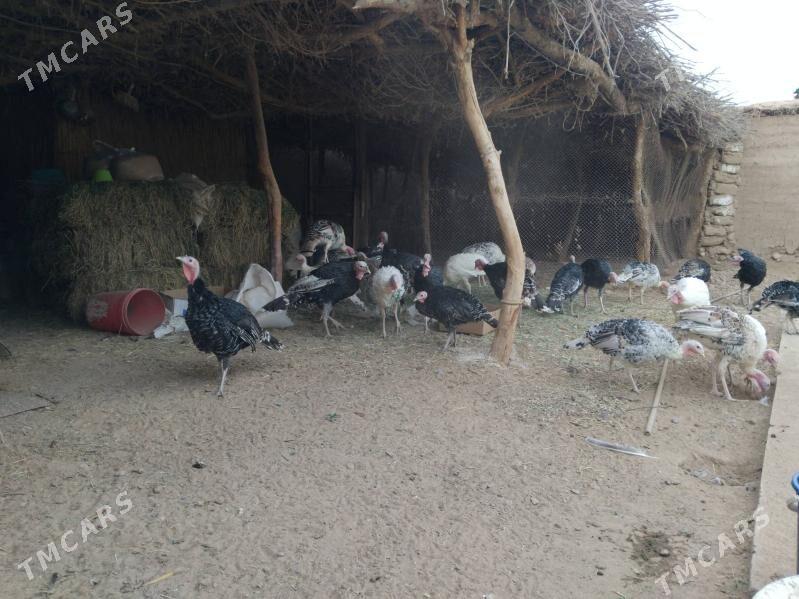 Induk - Теджен - img 3