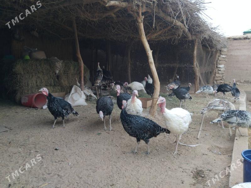 Induk - Теджен - img 2