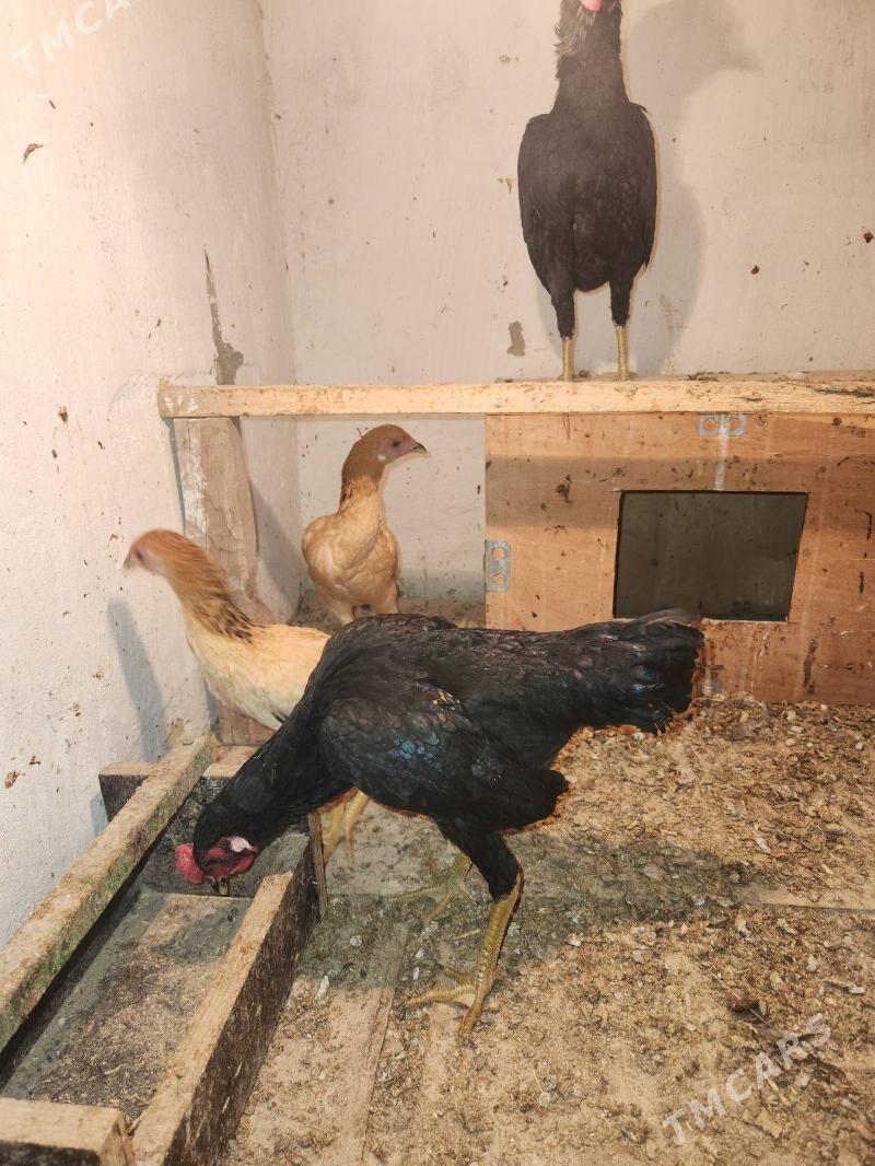 karlik satlyk - Сакар - img 2