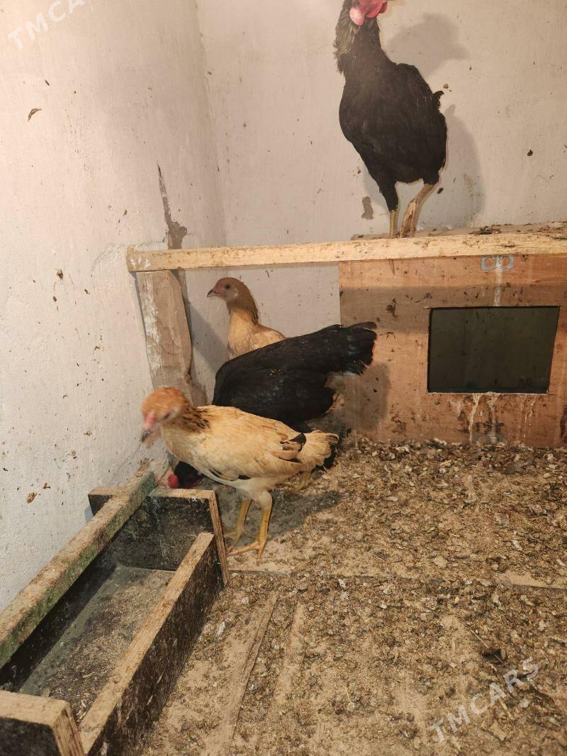 karlik satlyk - Сакар - img 3