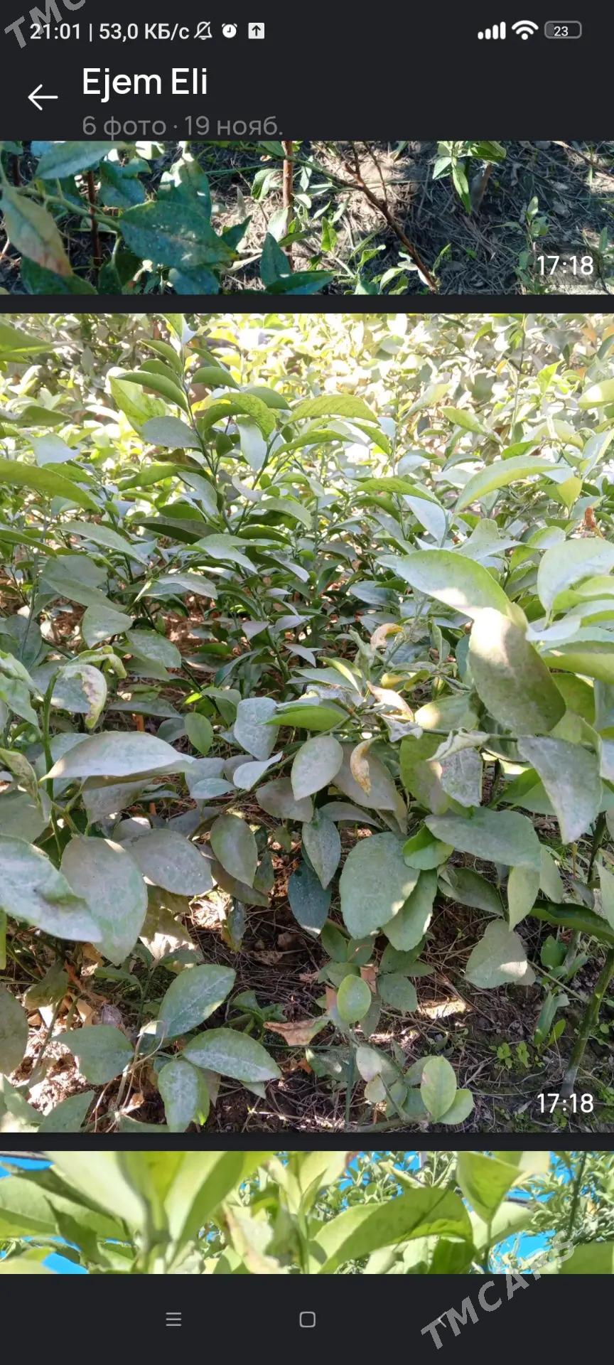 Limon , Mendal - Бузмеин - img 5