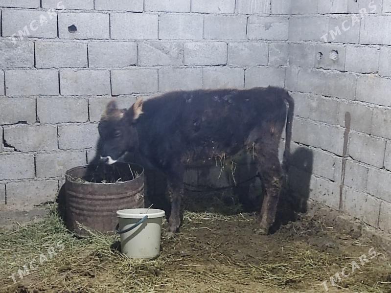 tohum okuz - Гёкдепе - img 1