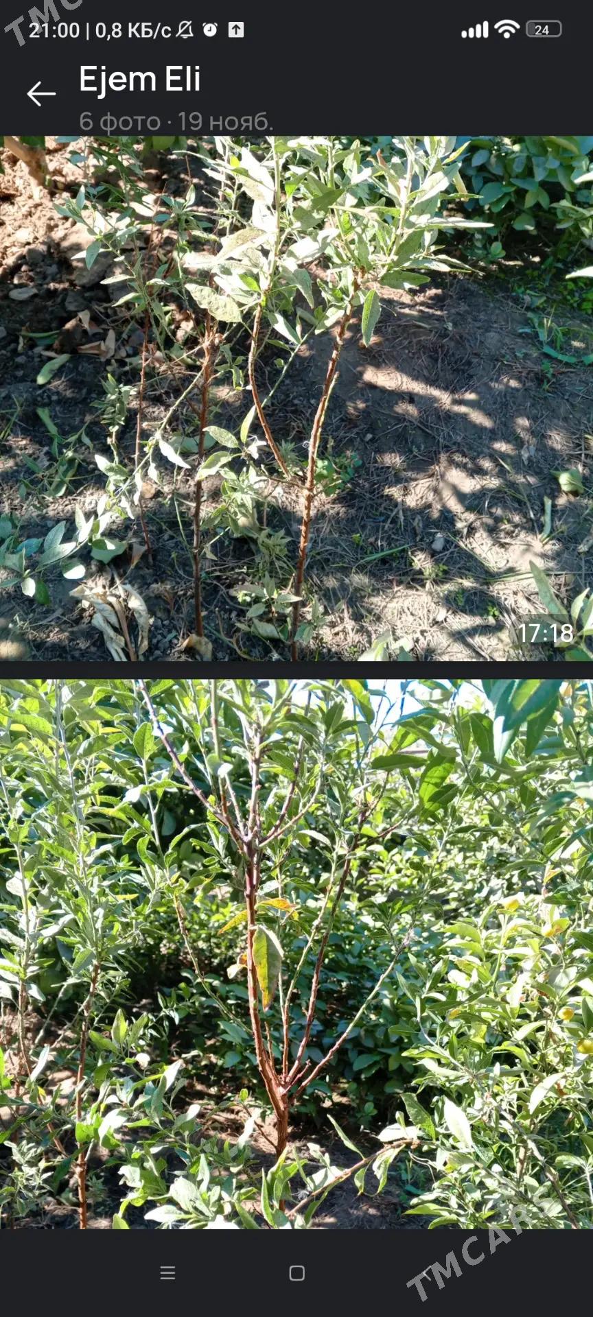 Limon , Mendal - Бузмеин - img 4