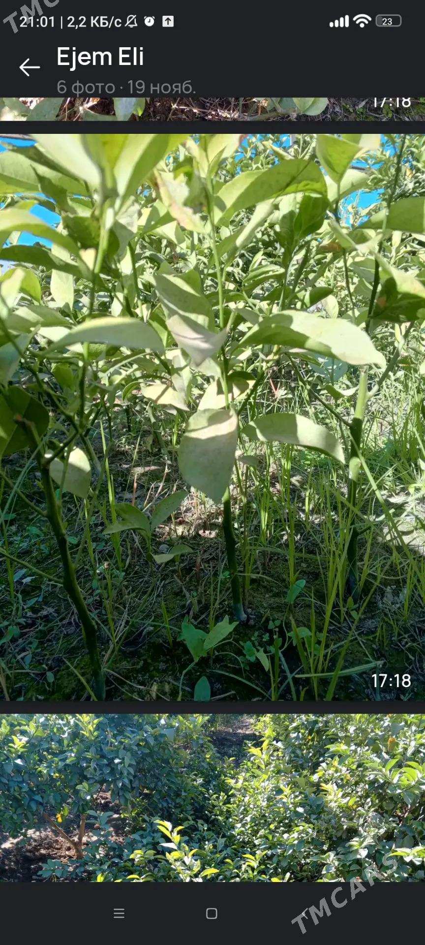 Limon , Mendal - Бузмеин - img 6