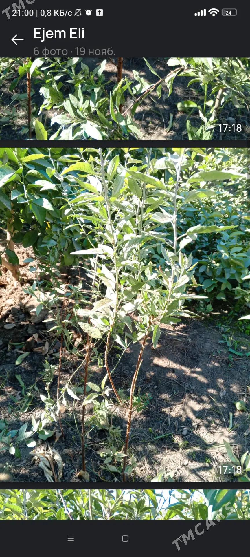 Limon , Mendal - Бузмеин - img 2