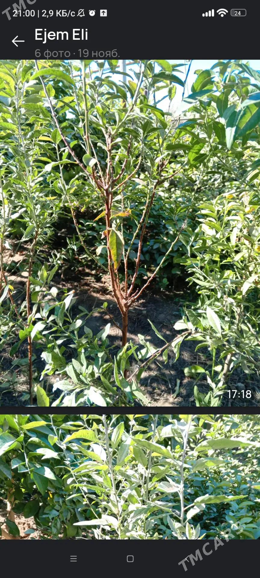 Limon , Mendal - Бузмеин - img 3