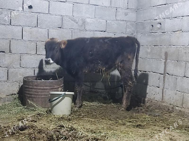 tohum okuz - Гёкдепе - img 3