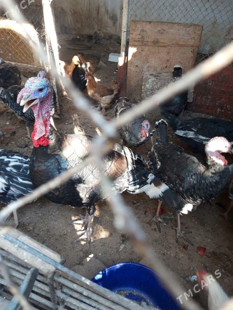 induk - Aşgabat - img 2