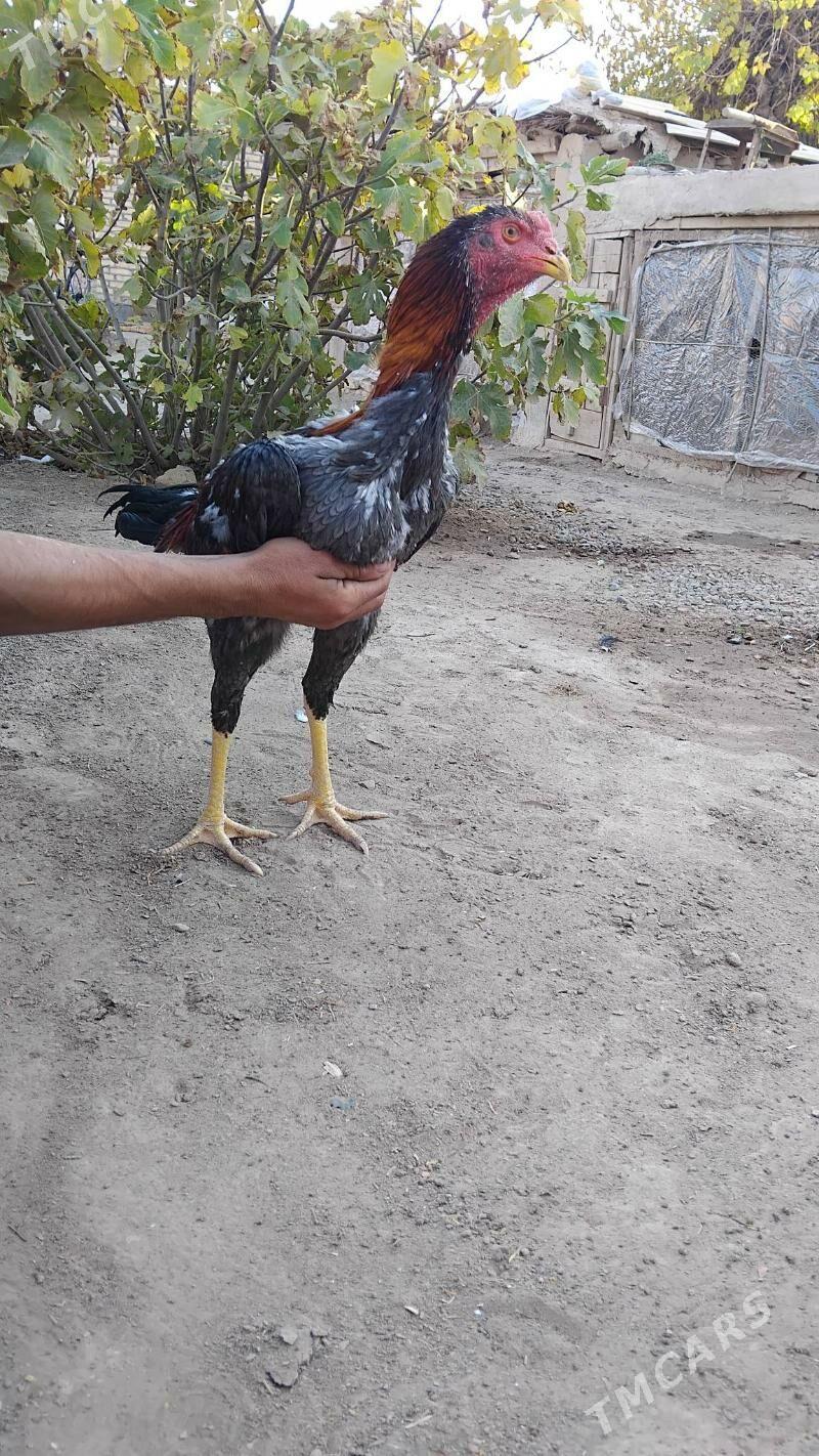 BAYES.HORAZ. - Байрамали - img 2