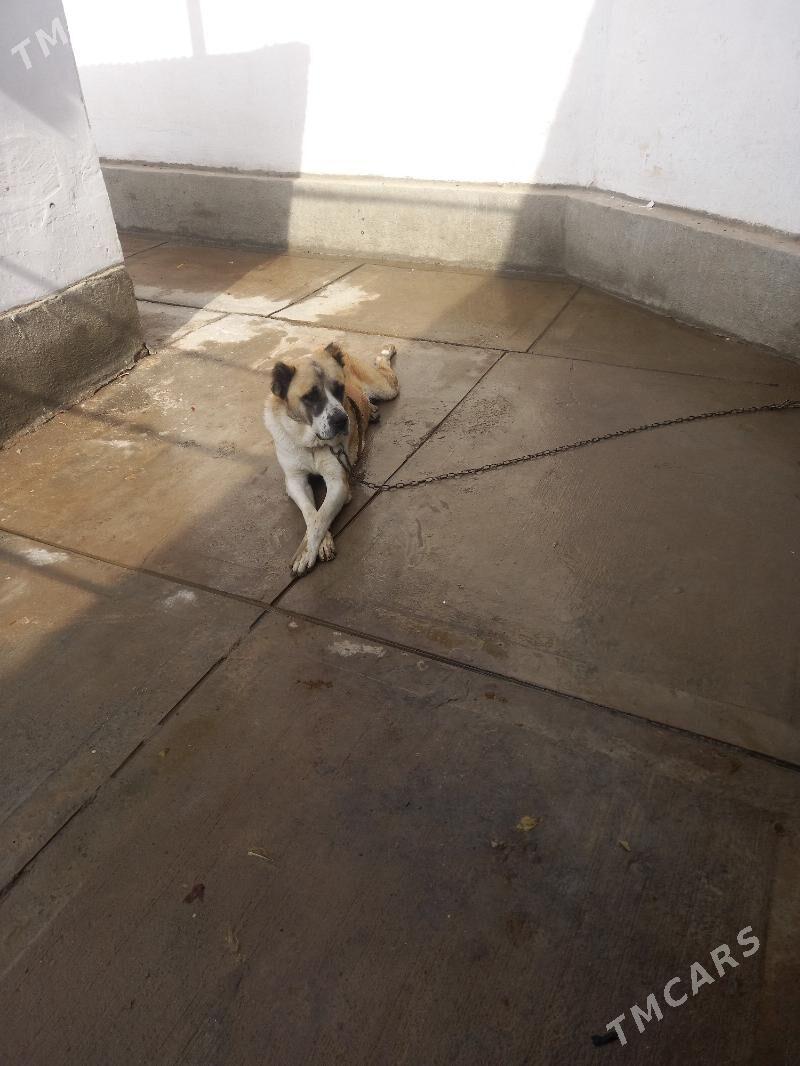 Чопан ит - Шабатский этрап - img 2