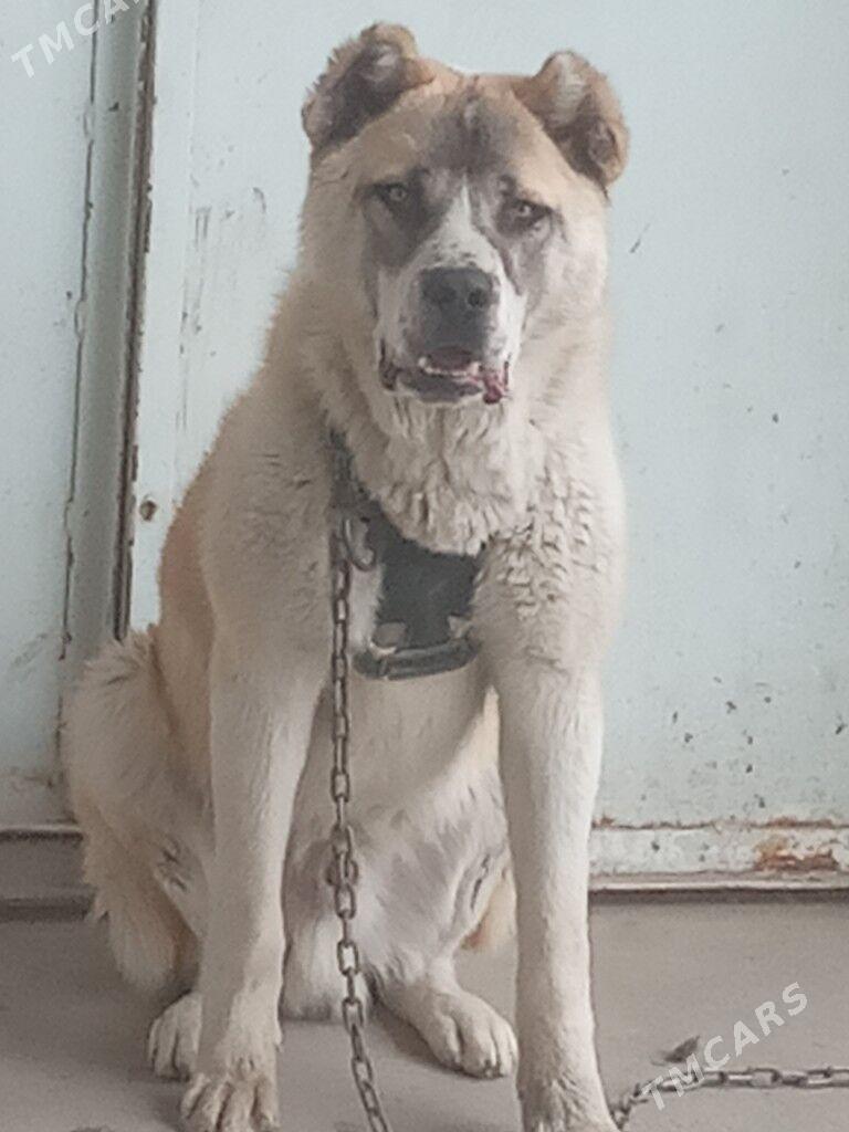 Чопан ит - Шабатский этрап - img 3