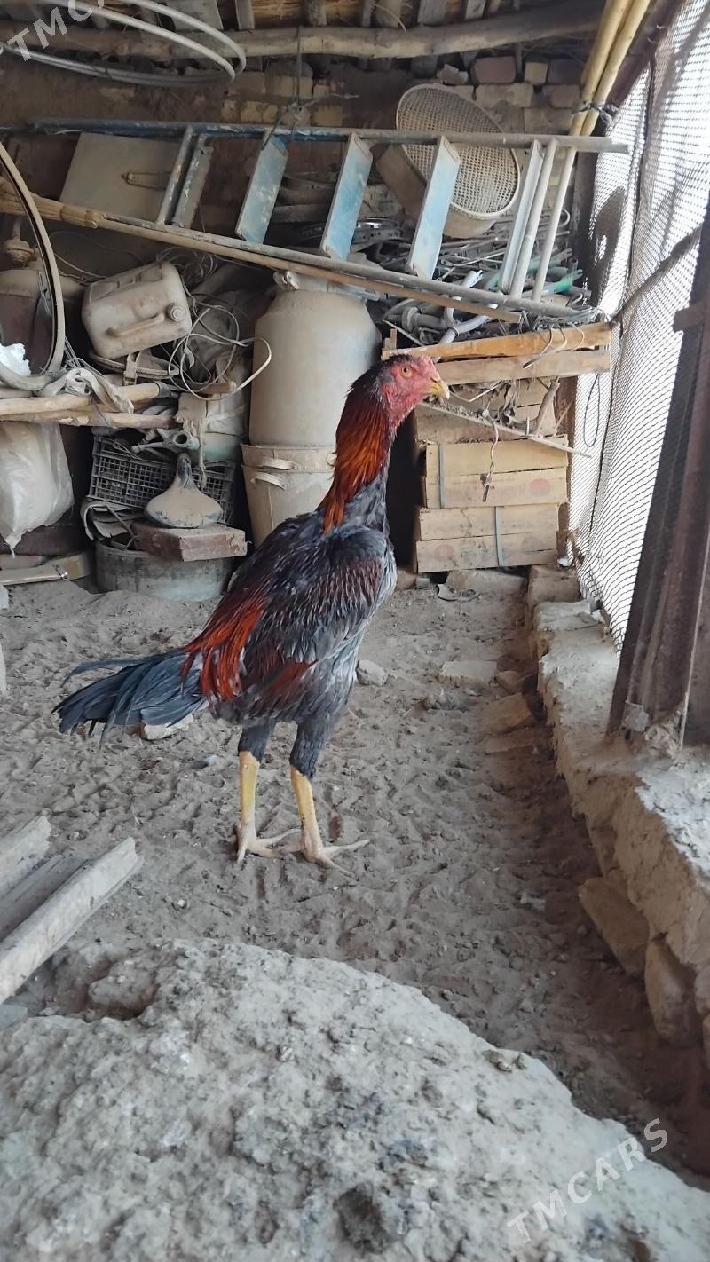 BAYES.HORAZ. - Байрамали - img 3