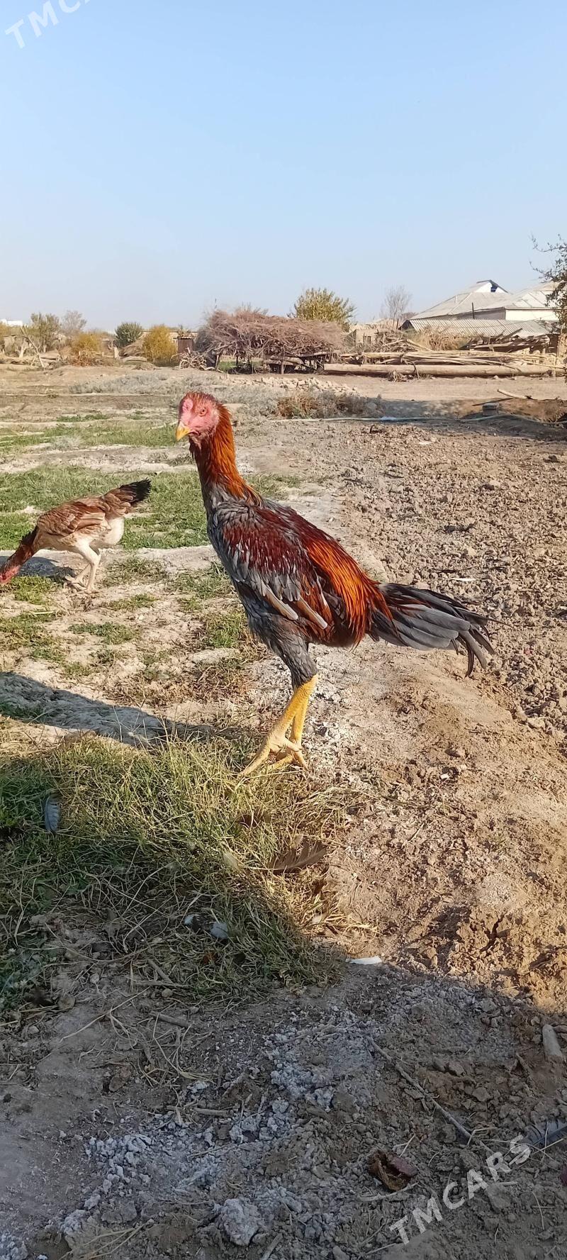 BAYES.HORAZ. - Байрамали - img 2