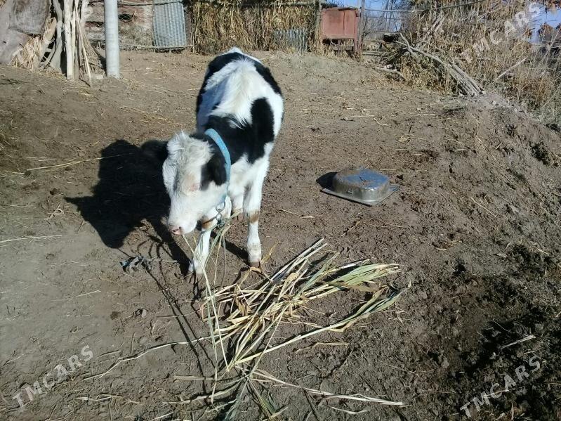 Simental okuz - Гороглы (Тагта) - img 3