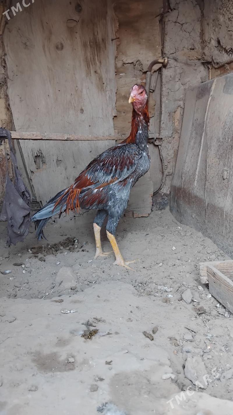 BAYES.HORAZ. - Байрамали - img 3