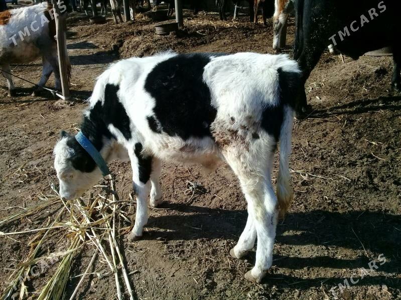 Simental okuz - Гороглы (Тагта) - img 2