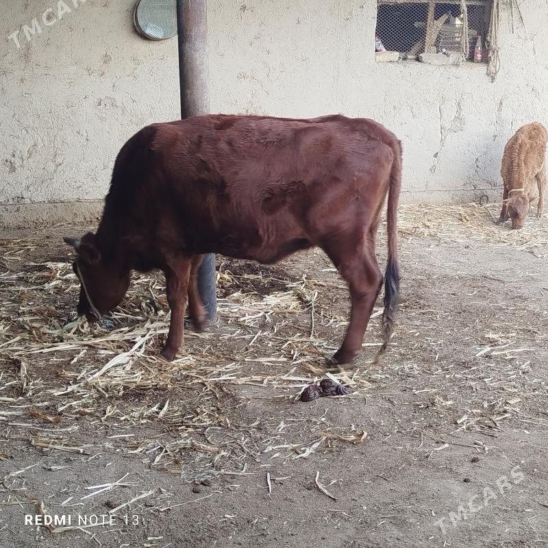 Tanaly sygyr - Gubadag - img 4