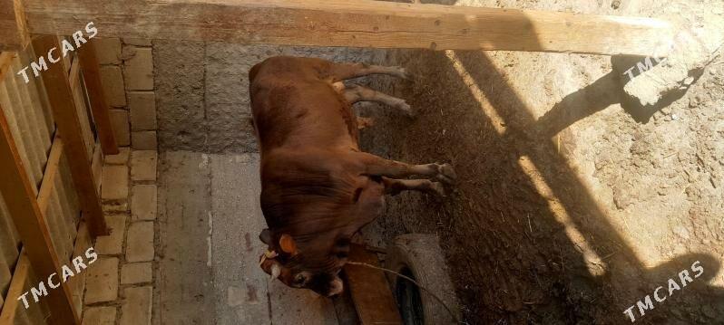 okuz - Эсенгулы - img 2