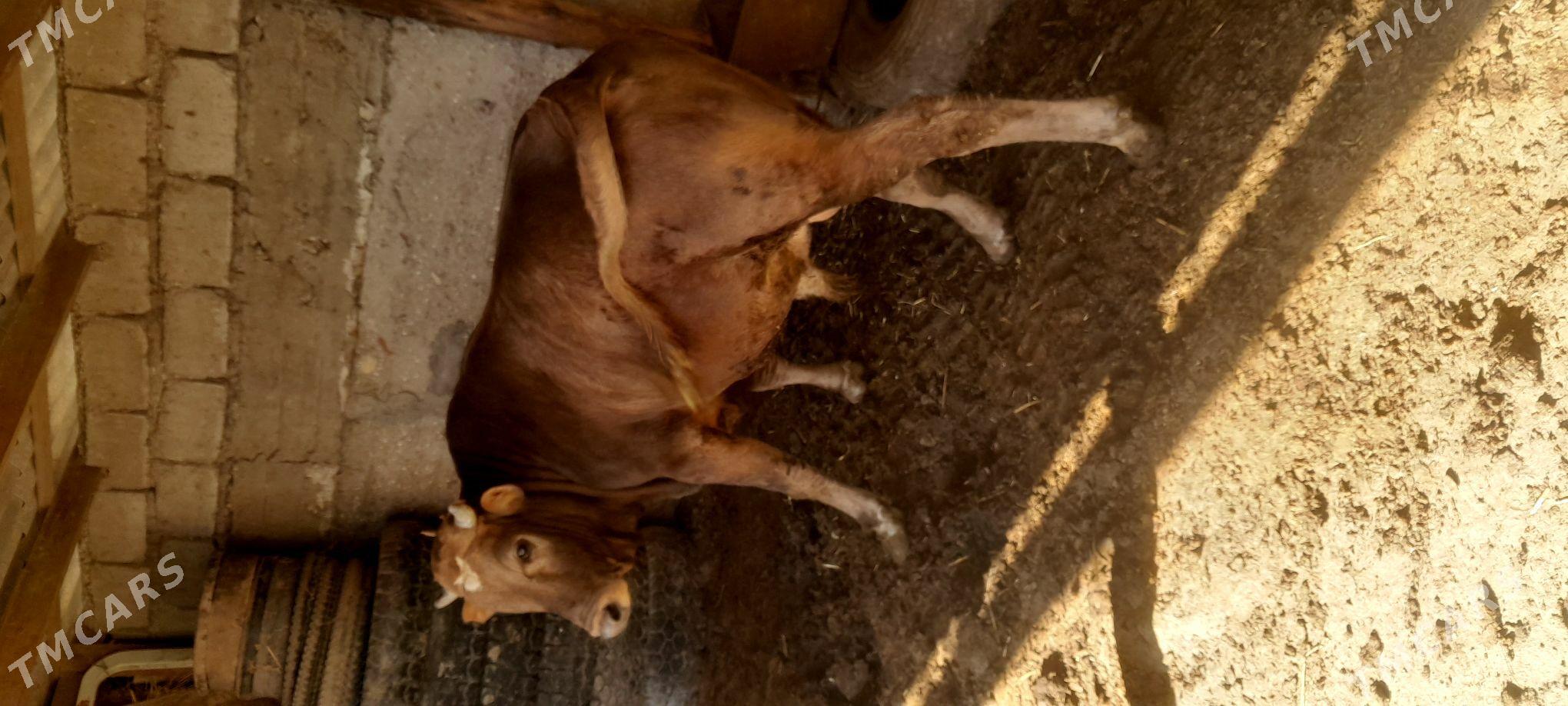 okuz - Esenguly - img 1