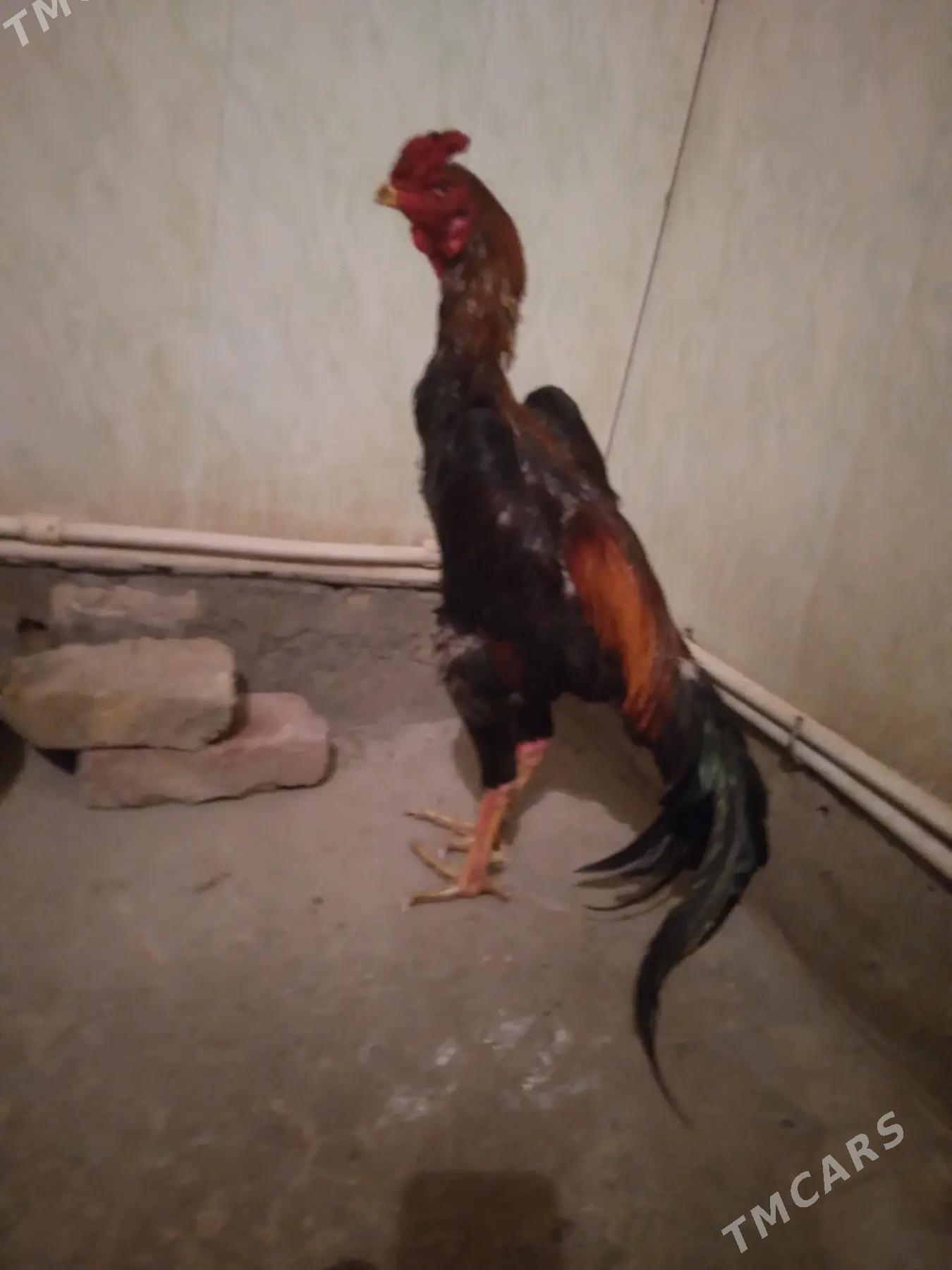 juje - Гурбансолтан Едже - img 2