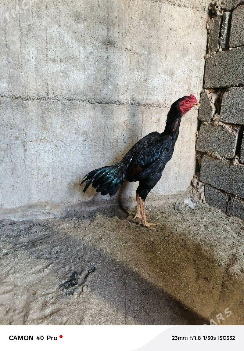 juje - Aşgabat - img 2