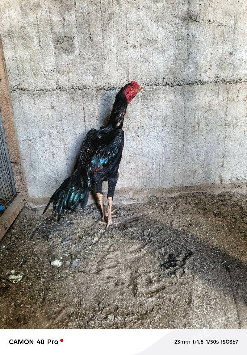 juje - Aşgabat - img 3