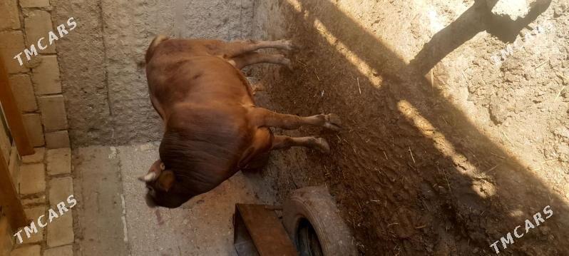 okuz - Эсенгулы - img 3