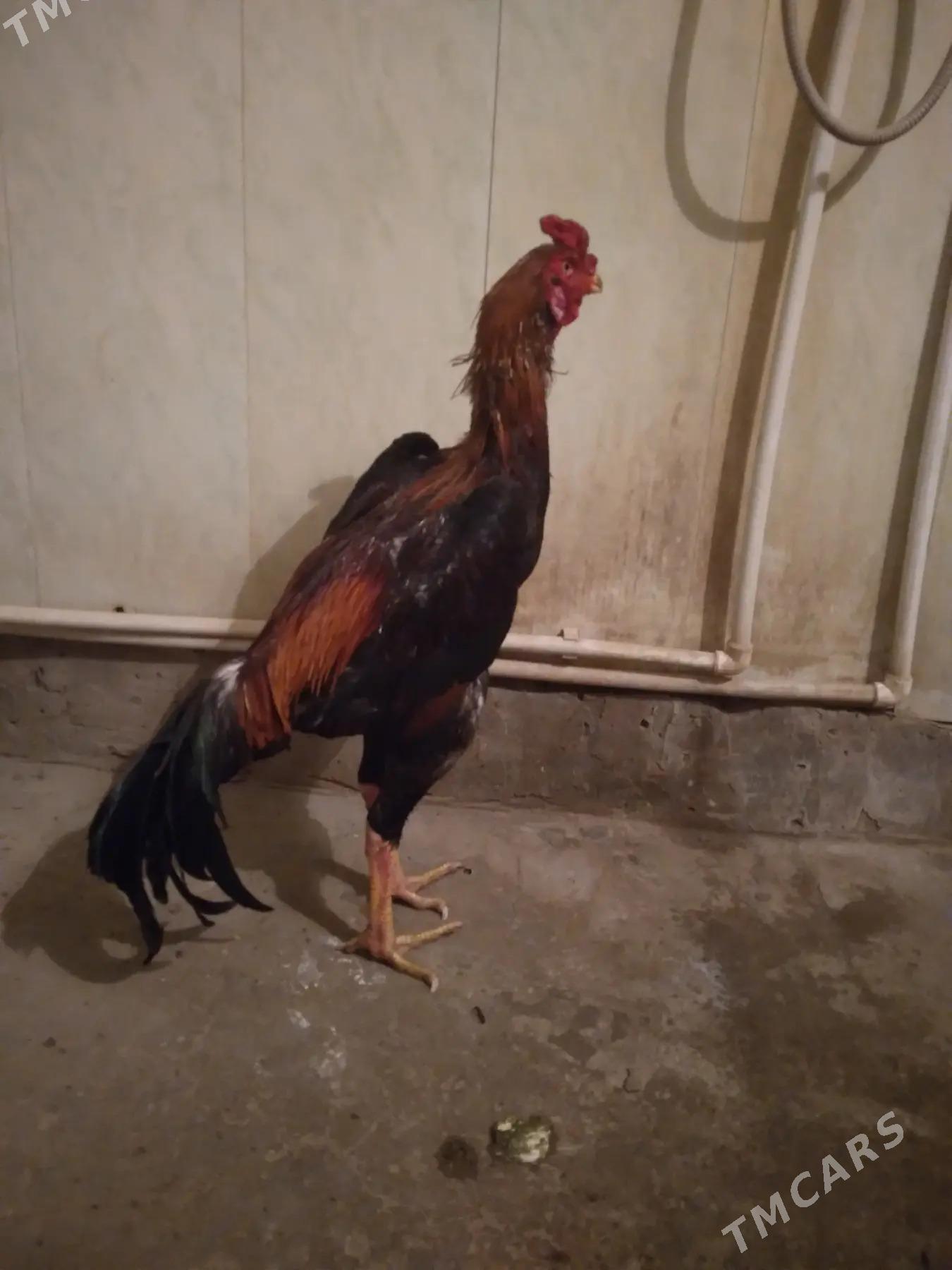 juje - Гурбансолтан Едже - img 3