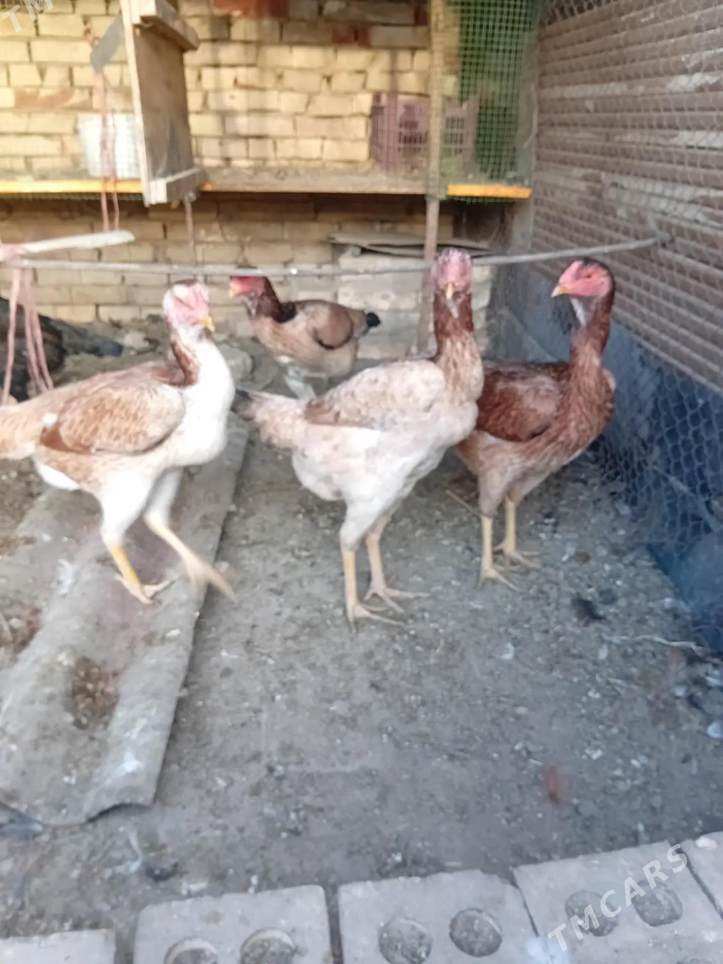 paroda towuk - Mary - img 5