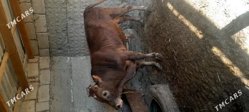 okuz - Эсенгулы - img 4