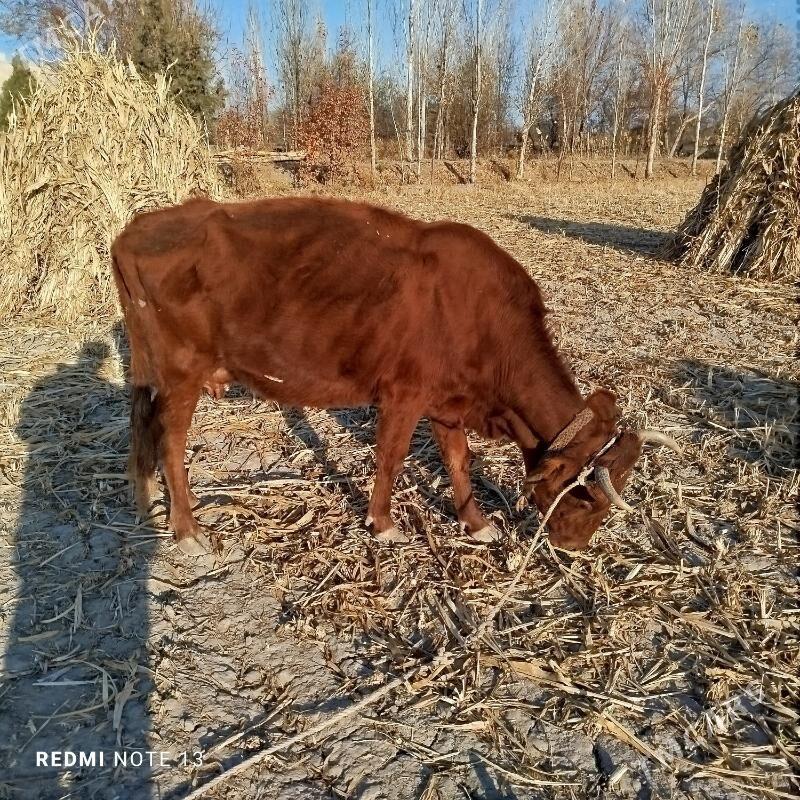 Tanaly sygyr - Gubadag - img 1