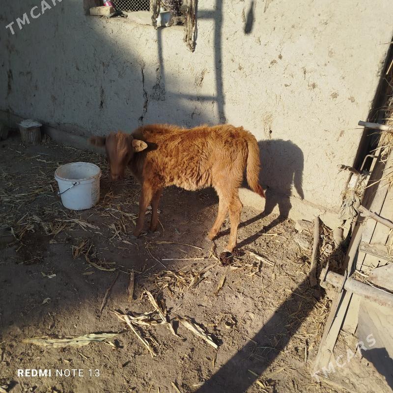 Tanaly sygyr - Gubadag - img 2