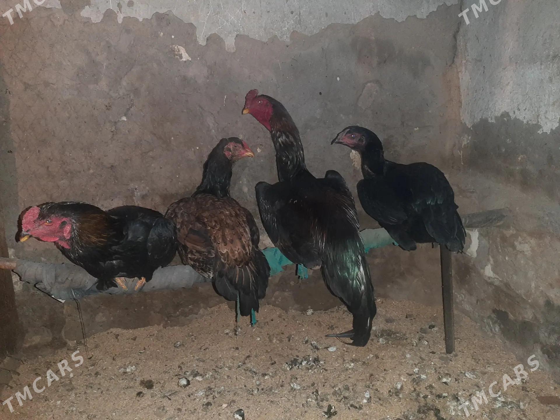 O  ŠAMO KOREY. JŪJELER BAR!!! - Керки - img 2