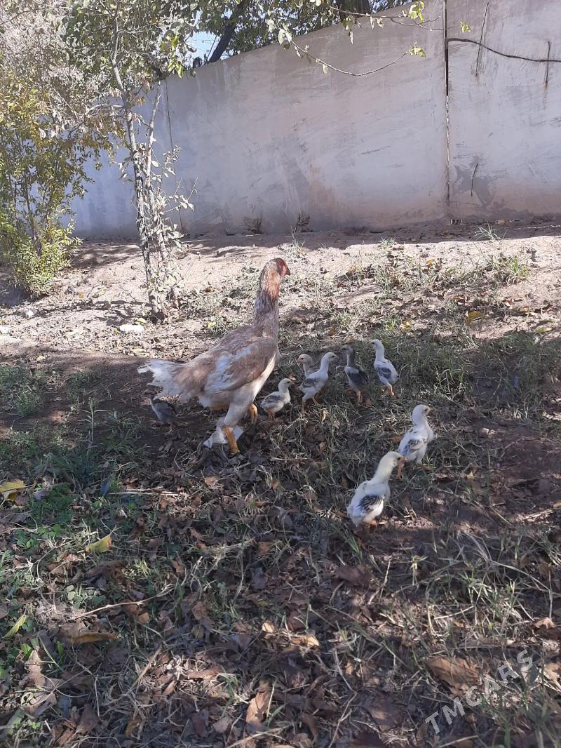 O  ŠAMO KOREY. JŪJELER BAR!!! - Керки - img 4