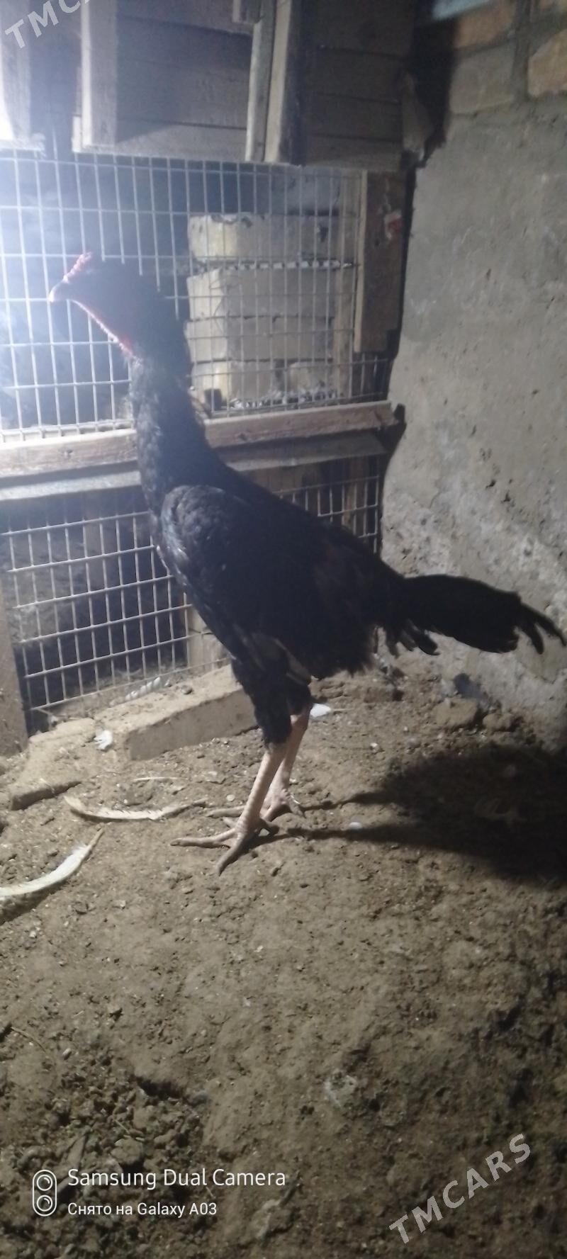 Horaz - Чарджоу - img 2