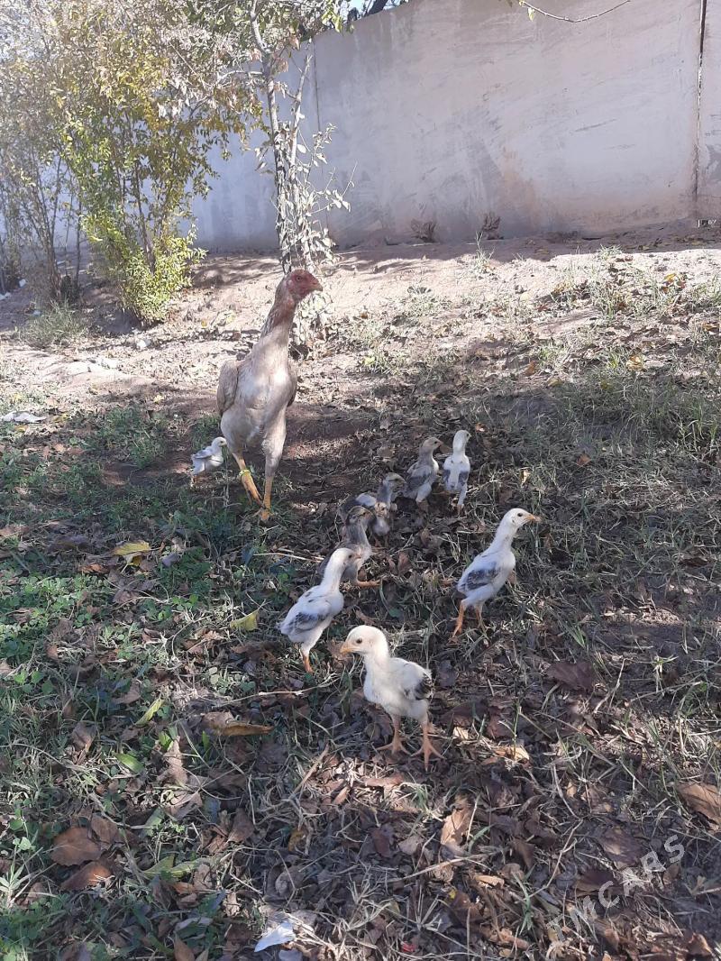 O  ŠAMO KOREY. JŪJELER BAR!!! - Керки - img 3