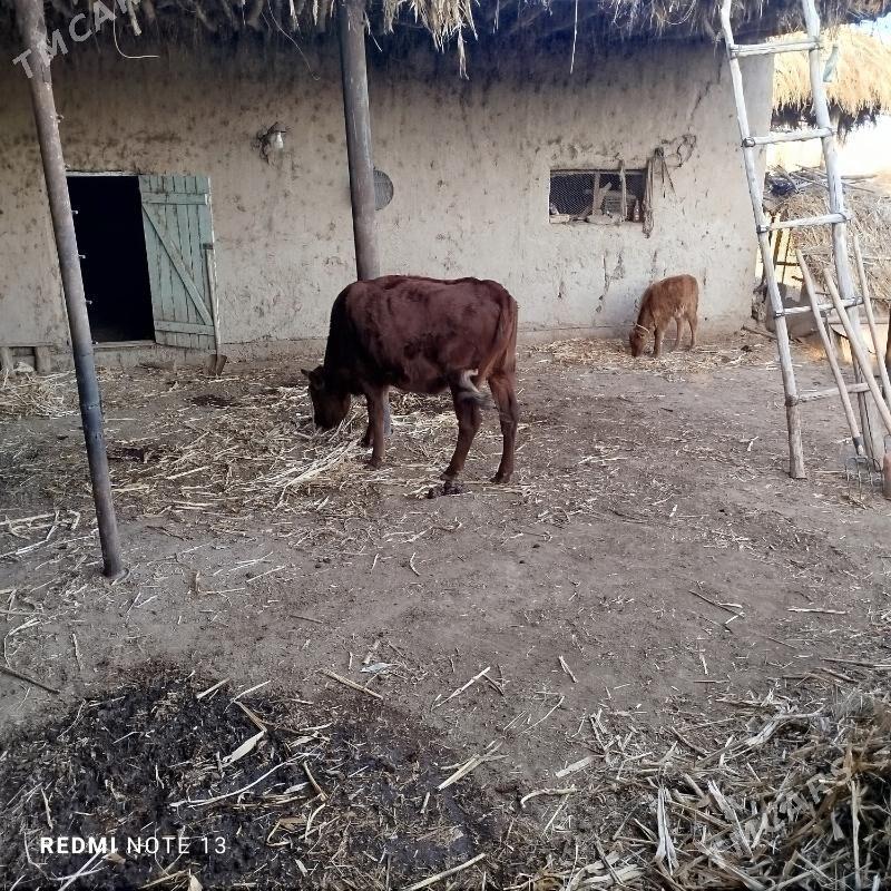 Tanaly sygyr - Gubadag - img 3