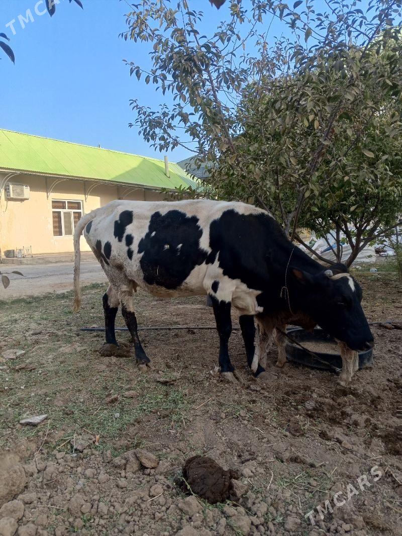 goleli sygyr - Гёкдже - img 2