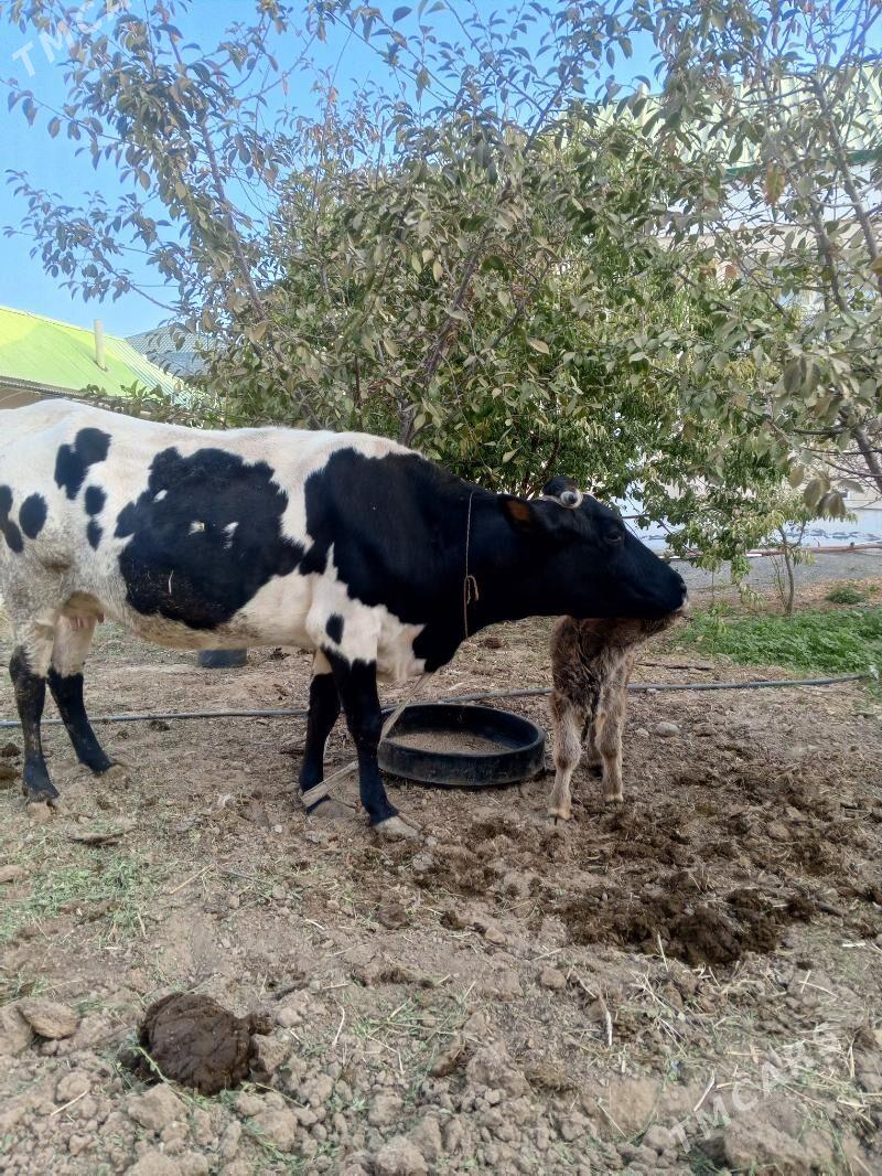 goleli sygyr - Гёкдже - img 3