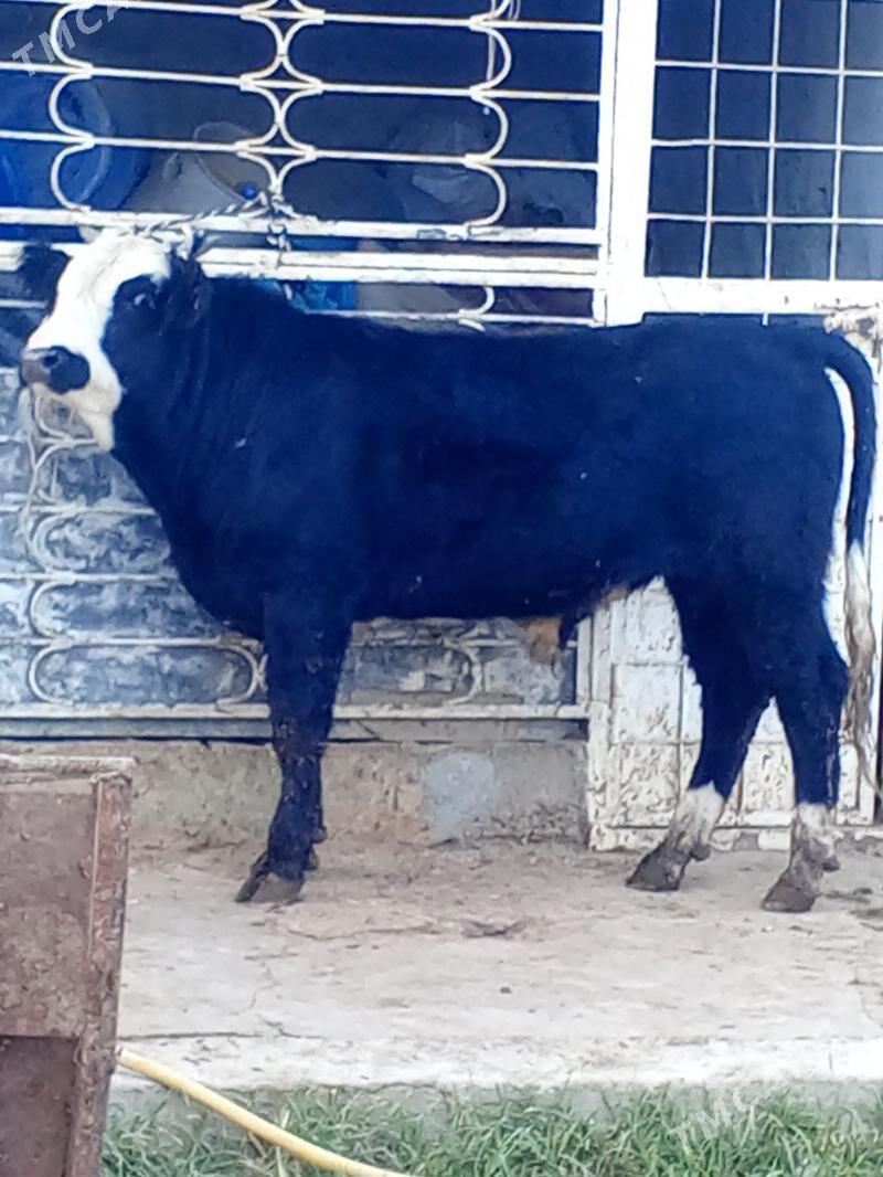 Okuz - Ашхабад - img 2