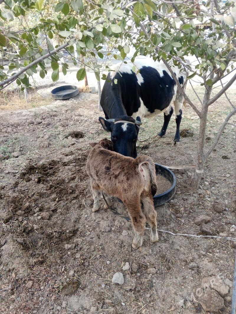 goleli sygyr - Гёкдже - img 4