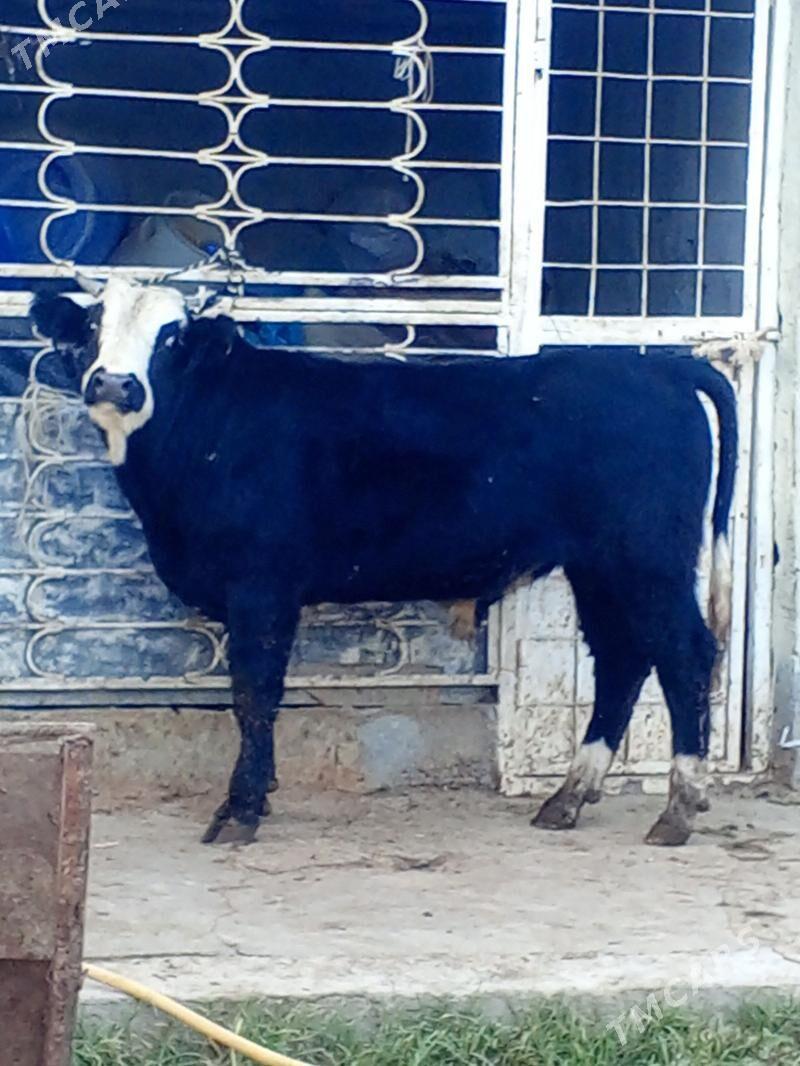 Okuz - Ашхабад - img 3